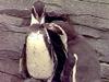 Pinguine unter der Sonne Afrikas - {channelnamelong} (Super Mediathek)