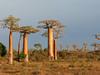 Le baobab, géant de la savane - {channelnamelong} (Super Mediathek)