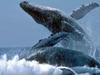 Voyage avec les baleines à bosse