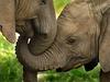 The Secret Life of Elephants - {channelnamelong} (Youriplayer.co.uk)