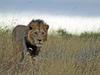 Les Masaï et le lion - {channelnamelong} (Youriplayer.co.uk)