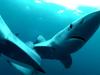 Faszination Wissen: Killer im Meer - Der Mensch rottet die Haie aus - {channelnamelong} (Youriplayer.co.uk)