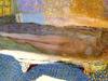 Pierre Bonnard, les couleurs de l'intime - {channelnamelong} (Super Mediathek)
