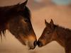 Les chevaux sauvages de Namibie - {channelnamelong} (Replayguide.fr)