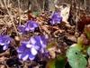 Frühling im Bayerischen Wald - {channelnamelong} (Super Mediathek)