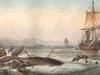 Sur les traces de Moby Dick - {channelnamelong} (Replayguide.fr)