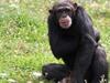 La planète des chimpanzés - {channelnamelong} (Replayguide.fr)