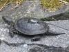 NaturNah: Eine Chance für die Sumpfschildkröte - {channelnamelong} (Youriplayer.co.uk)