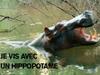 Je vis avec un hippopotame - {channelnamelong} (Youriplayer.co.uk)