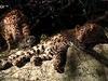 Leopard, Seebär & Co. - {channelnamelong} (Youriplayer.co.uk)
