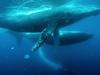 Le berceau des baleines - {channelnamelong} (Youriplayer.co.uk)