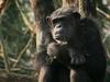 Une vie de chimp' - {channelnamelong} (Youriplayer.co.uk)