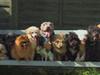 41 Dogs In A 3 Bed Semi - {channelnamelong} (TelealaCarta.es)