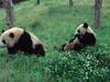Panda, né pour être libre - {channelnamelong} (Replayguide.fr)