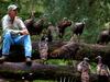 Ma vie avec 16 dindons sauvages - {channelnamelong} (TelealaCarta.es)