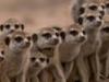 Meerkats - The Secrets Of An Animal Superstar - {channelnamelong} (Youriplayer.co.uk)