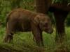 Sri Lanka: Elephant Island - {channelnamelong} (Youriplayer.co.uk)