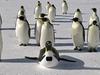 Pinguine hautnah (1) - {channelnamelong} (Youriplayer.co.uk)