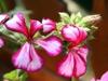 Der Garten Erde: Blumen - {channelnamelong} (Youriplayer.co.uk)