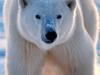 Les métamorphoses de l’ours polaire - {channelnamelong} (Super Mediathek)