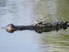Le crocodile du Nil après l'eden - {channelnamelong} (Replayguide.fr)
