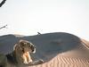 Lions de Namibie, les rois du désert - {channelnamelong} (TelealaCarta.es)