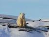 L'ours polaire après l'eden - {channelnamelong} (Replayguide.fr)