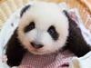 Panda Babies - {channelnamelong} (Youriplayer.co.uk)