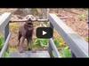 Big stick, narrow bridge and smart dog - {channelnamelong} (TelealaCarta.es)