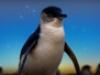 Penguin Island - {channelnamelong} (Youriplayer.co.uk)