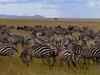 Die Tierärzte vom Kilimanjaro: Reise in die Serengeti - {channelnamelong} (Super Mediathek)