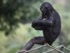 Une saison chez les bonobos