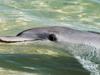 Die Delfine von Shark Bay - {channelnamelong} (Super Mediathek)