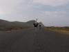Cyclists chased by an ostrich. The funniest thing you&#39;ll see today - {channelnamelong} (TelealaCarta.es)