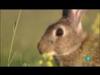 Biodiario - Conejo de monte - {channelnamelong} (TelealaCarta.es)