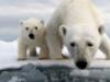 Polar Bear - {channelnamelong} (Youriplayer.co.uk)