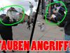 ÜBLE TAUBEN ATTACKE! | #NORDTRIP - {channelnamelong} (Super Mediathek)