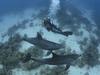 Mes amis les grands dauphins - {channelnamelong} (Replayguide.fr)