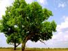 Afrique, les arbres de la vie - {channelnamelong} (Super Mediathek)