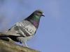 Pigeons, citadins à plumes - {channelnamelong} (Replayguide.fr)