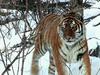 A la rencontre des tigres de Sibérie - {channelnamelong} (TelealaCarta.es)