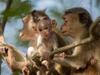 Une saison chez les macaques - france4 - {channelnamelong} (Replayguide.fr)