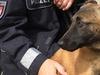 die nordreportage: Vom Welpen zum Polizeihund - {channelnamelong} (Youriplayer.co.uk)
