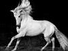 Le cheval andalou, monture royale - {channelnamelong} (Super Mediathek)