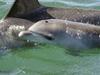 Delfinbabys in der Shark Bay - {channelnamelong} (Super Mediathek)