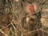 Les babouins de la vallée du Rift - {channelnamelong} (Replayguide.fr)