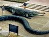Prehistoric Megabeasts: Croc vs… - {channelnamelong} (Youriplayer.co.uk)