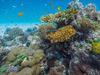 Vamizi - Artenreiches Korallenriff vor Ostafrikas Küste - {channelnamelong} (Super Mediathek)