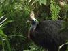 Un drôle d'oiseau nommé Casoar - {channelnamelong} (Youriplayer.co.uk)