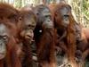 Une île pour les orangs-outans gemist - {channelnamelong} (Gemistgemist.nl)